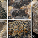 Illustration for article titled First Photos of China's 298-Million-Year-Old Buried Forest